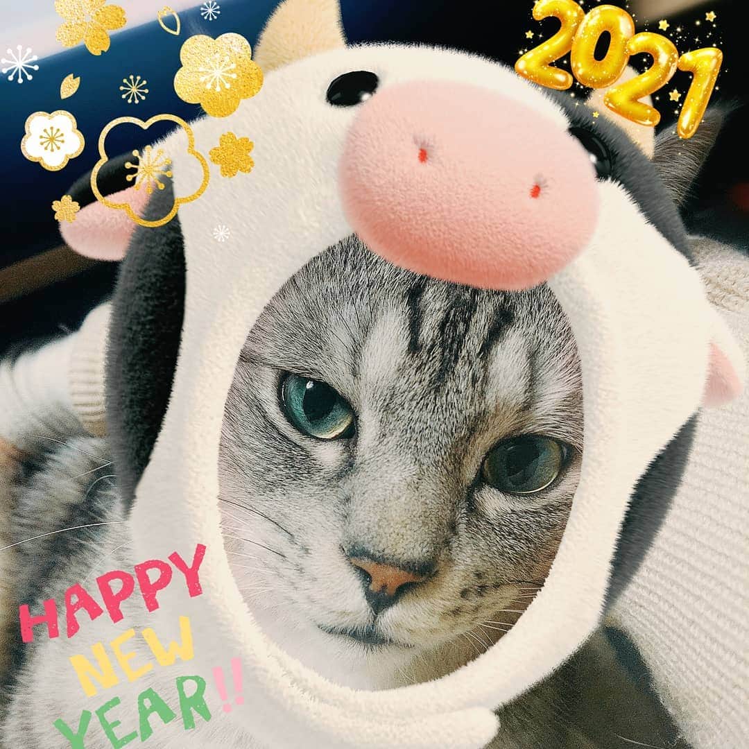 片山愁さんのインスタグラム写真 - (片山愁Instagram)「#ねこすたぐらむ #ねこ #cat」1月6日 0時55分 - shu_kata