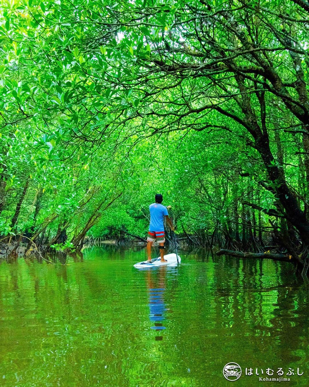 HAIMURUBUSHI はいむるぶしさんのインスタグラム写真 - (HAIMURUBUSHI はいむるぶしInstagram)「小浜島・はいむるぶしから癒しの風景をお届けします。 SUP ボードでマングローブ林をのんびりと散策する贅沢なツアー。 緑を覆われた亜熱帯ジャングルは涼しく、マイナスイオンたっぷりで心地よい気分にさせてくれます。 #沖縄 #八重山諸島 #西表島 #マングローブ #スタンドアップパドル #ツアー #小浜島 #ホテル #はいむるぶし #japan #okinawa #yaeyamaislands #iriomoteisland #jungle #mangrove #sup #standuppaddle #tour #kohamajima #resort #hotel #haimurubushi」1月6日 1時01分 - haimurubushi_resorts
