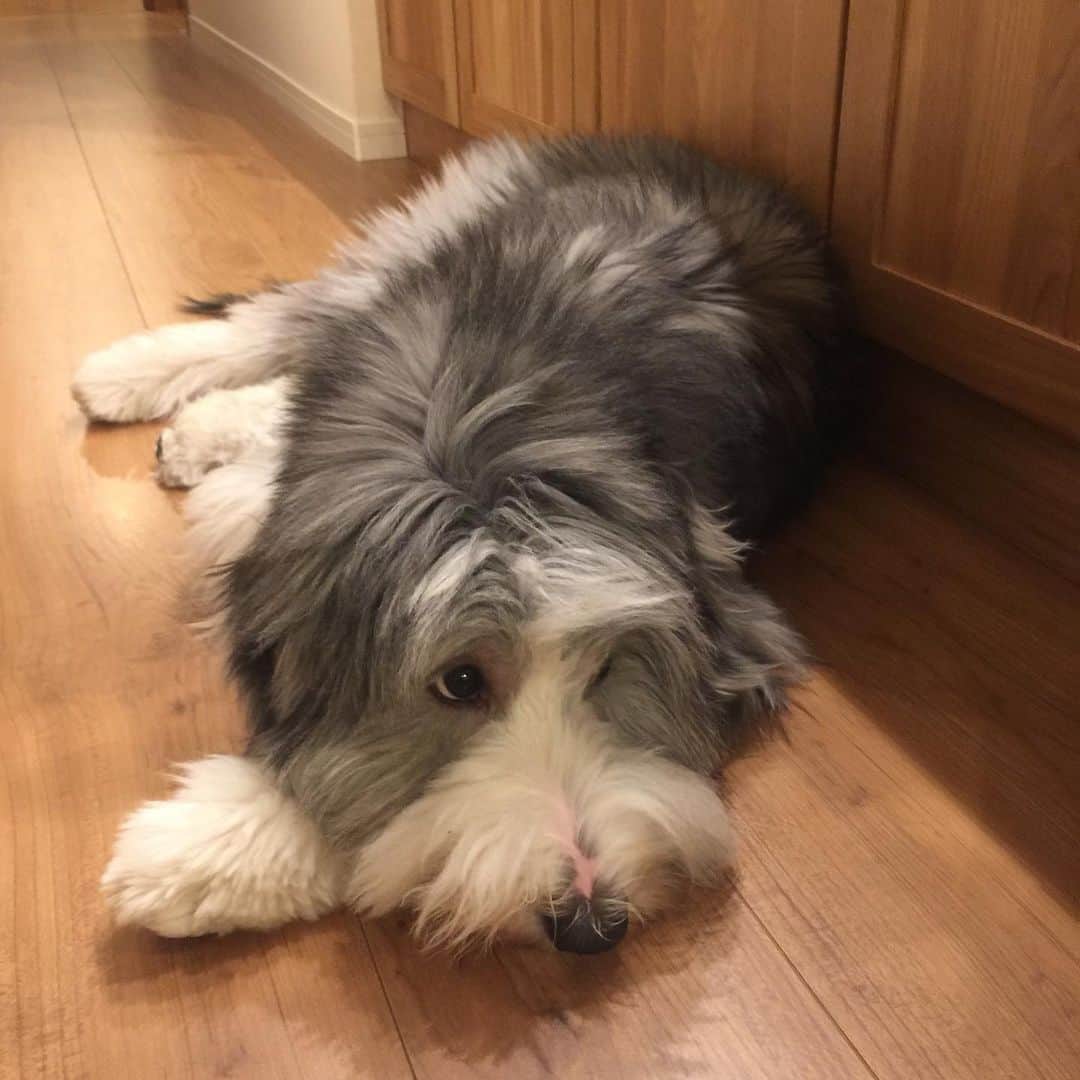 のインスタグラム：「#犬も疲れるよねー #ビアデッドコリー  #ザラさん」