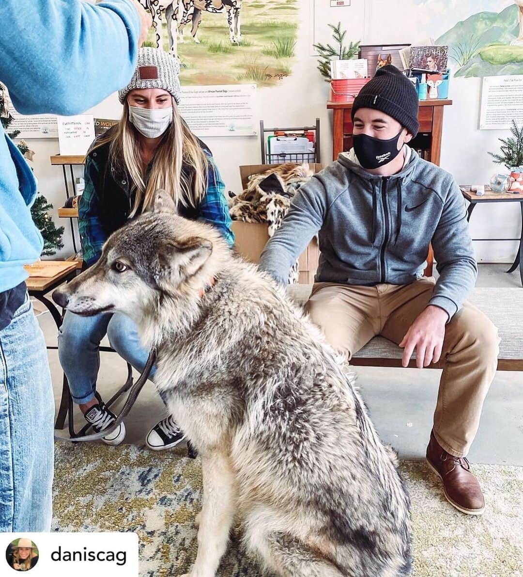 Rylaiさんのインスタグラム写真 - (RylaiInstagram)「Current programs at the #jabcecc: ✅Canid encounters 🐺🦊🐕 . 🦊 One hour private encounters (just your party).  🐺 interactive educational  🐕 meet our canid Ambassadors  . Start the New Year falling  in love.... experiencing joy.... re-centering your focus by learning how to live by our canids.  . We love when our new friends share their experience!  . Posted @withregram • @daniscag Met some furry friends today. 🦊🐺 . . . . #animalencounters #foxes #fox #foxesofig #foxesofinstagram #wolves #wolf #wolvesofinstagram #wolfpack #nonprofit #joy #love #heal #encounters #animals #animal #sandiego #julian #socal #california #ppp #rescue #russiandomesticatedfox」1月6日 1時30分 - jabcecc
