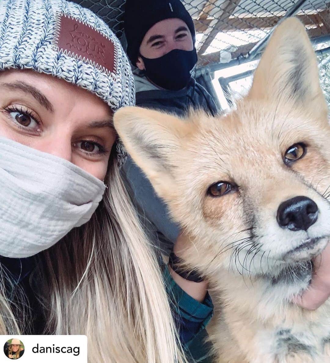 Rylaiさんのインスタグラム写真 - (RylaiInstagram)「Current programs at the #jabcecc: ✅Canid encounters 🐺🦊🐕 . 🦊 One hour private encounters (just your party).  🐺 interactive educational  🐕 meet our canid Ambassadors  . Start the New Year falling  in love.... experiencing joy.... re-centering your focus by learning how to live by our canids.  . We love when our new friends share their experience!  . Posted @withregram • @daniscag Met some furry friends today. 🦊🐺 . . . . #animalencounters #foxes #fox #foxesofig #foxesofinstagram #wolves #wolf #wolvesofinstagram #wolfpack #nonprofit #joy #love #heal #encounters #animals #animal #sandiego #julian #socal #california #ppp #rescue #russiandomesticatedfox」1月6日 1時30分 - jabcecc