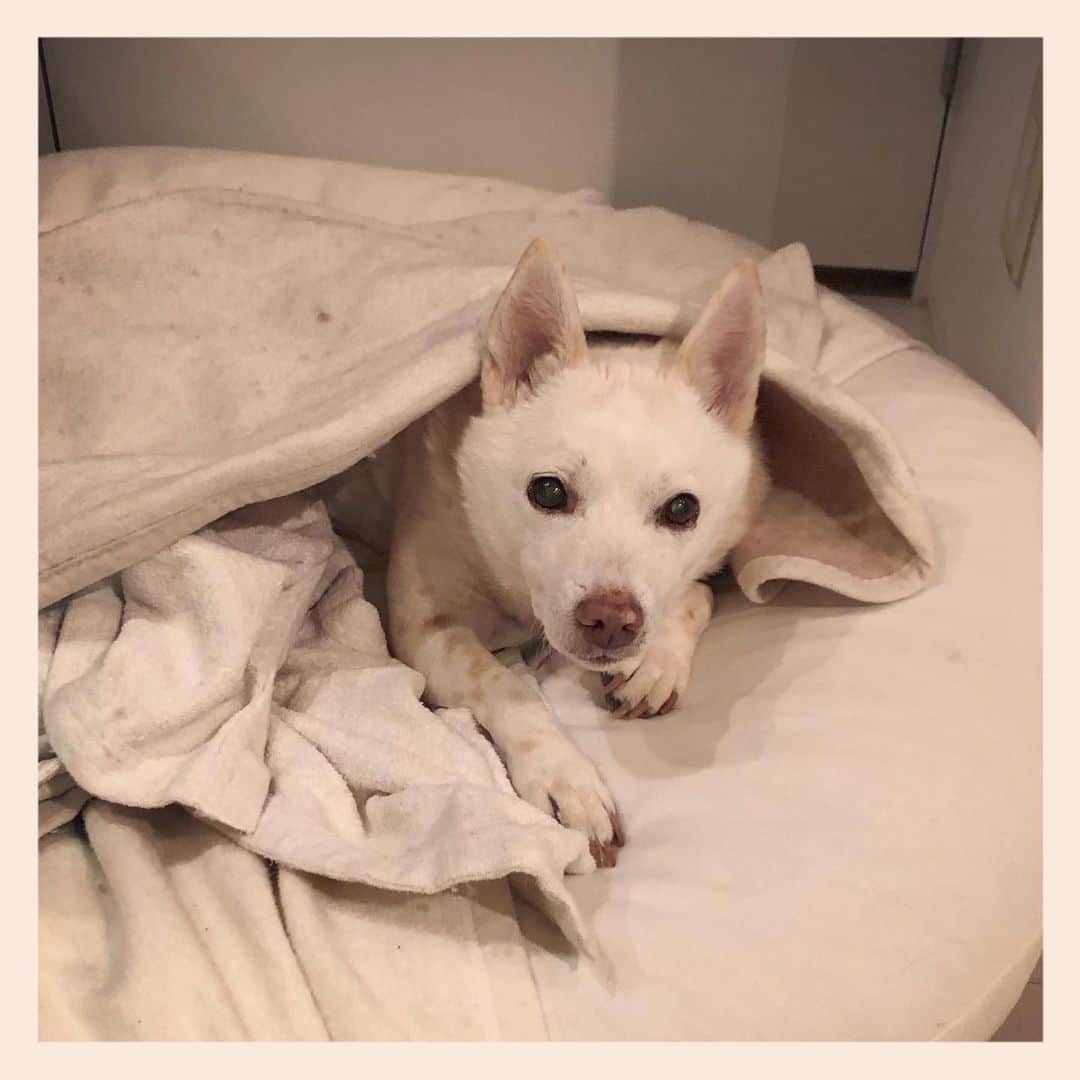 パンといっぴきのインスタグラム：「#元保護犬 #雑種犬 #crossbreed #mixdog #キップル14歳」