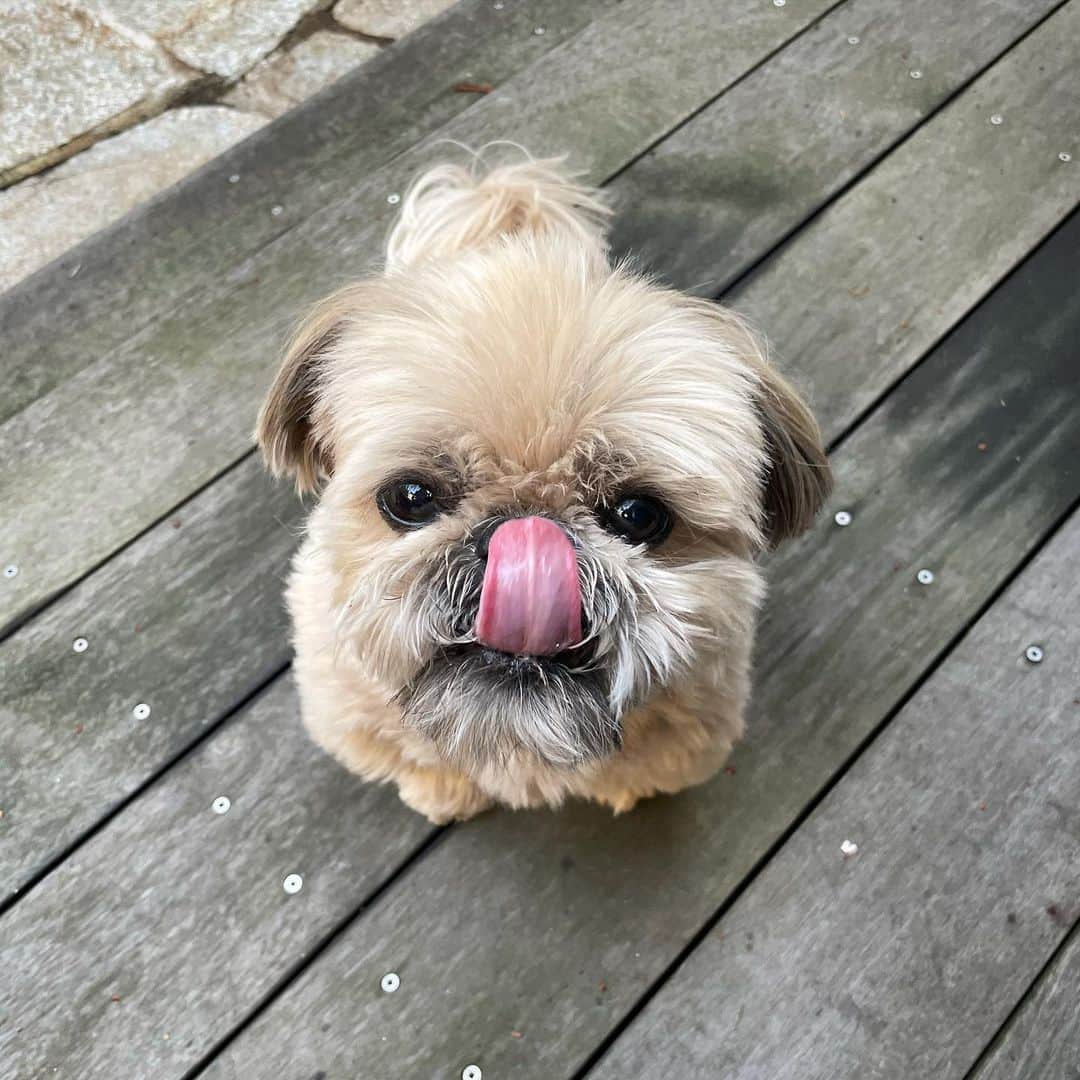 Dougie the Shih Tzuのインスタグラム：「#tot」