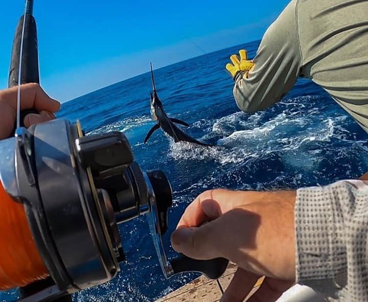シマノ｜Fishingのインスタグラム：「Gloves on in Guatemala.   #FishShimano #Sailfish #Sailfishing #OffshoreFishing 📸: @onemorebite72」