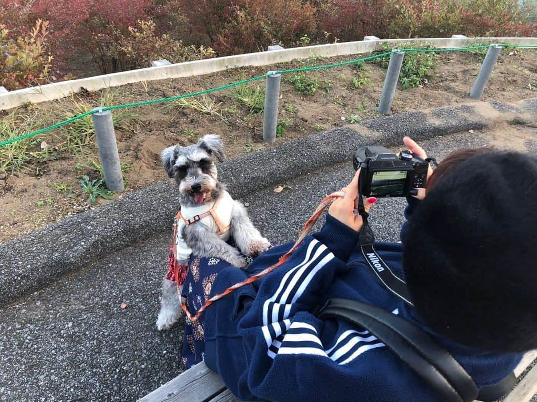 たかはしゆいさんのインスタグラム写真 - (たかはしゆいInstagram)「・ 2021年丑年🐮 ・ 去年の思い出✨ またきぃたんとお出かけしたいなぁ。 ・ #マザー牧場  #丑年  #愛犬とお出かけ  #ペット可  #きぃたん  #シュナウザー  #ゆいりん  #たかはしゆい」1月5日 17時28分 - t.yuirin