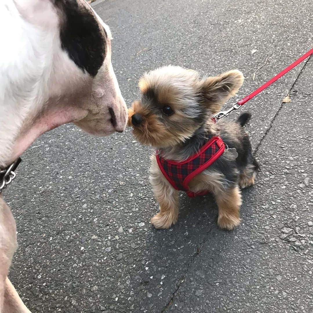 のインスタグラム：「#minituru#bull#terrier#minibullterrier#miniturubullterrier#dog#dogstagram#cute#qtaro#love#family#ミニチュア#ブルテリア#ミニチュアブルテリア#Q太郎」
