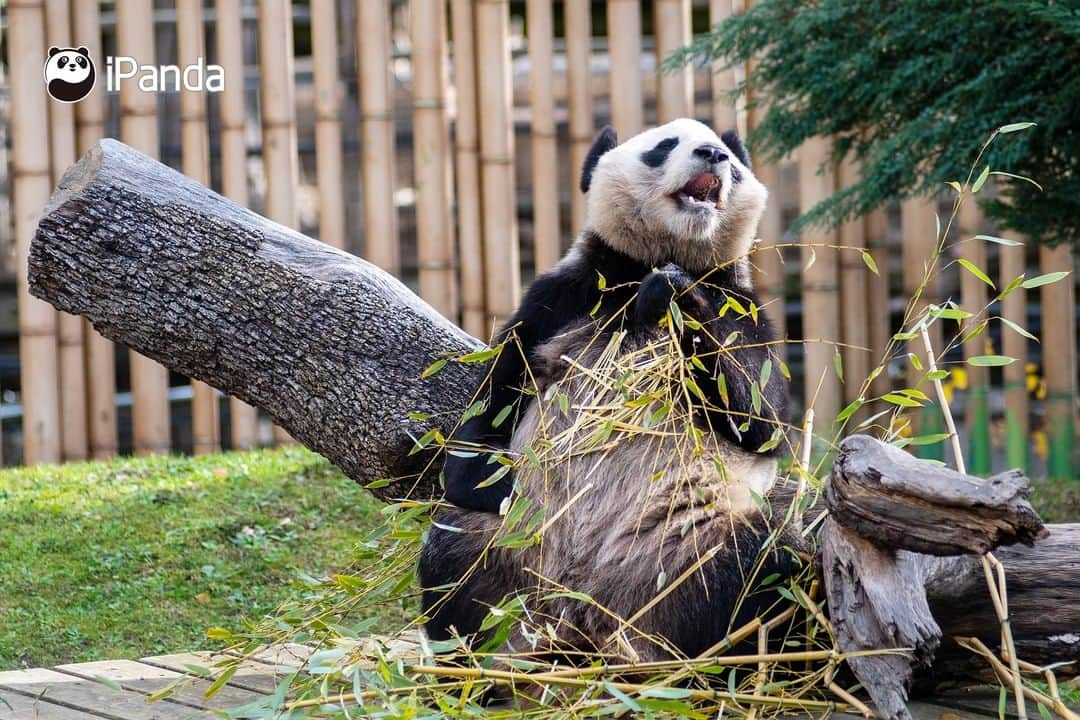 iPandaさんのインスタグラム写真 - (iPandaInstagram)「For pandas, bamboo leaves are the most delicious food in the world; for me, pandas are the most amazing animals in the world. (Photo credit: CFP.CN)  🐼 🐼 🐼 #Panda #iPanda #Cute #PandaPic #FriendshipMessenger」1月5日 17時30分 - ipandachannel