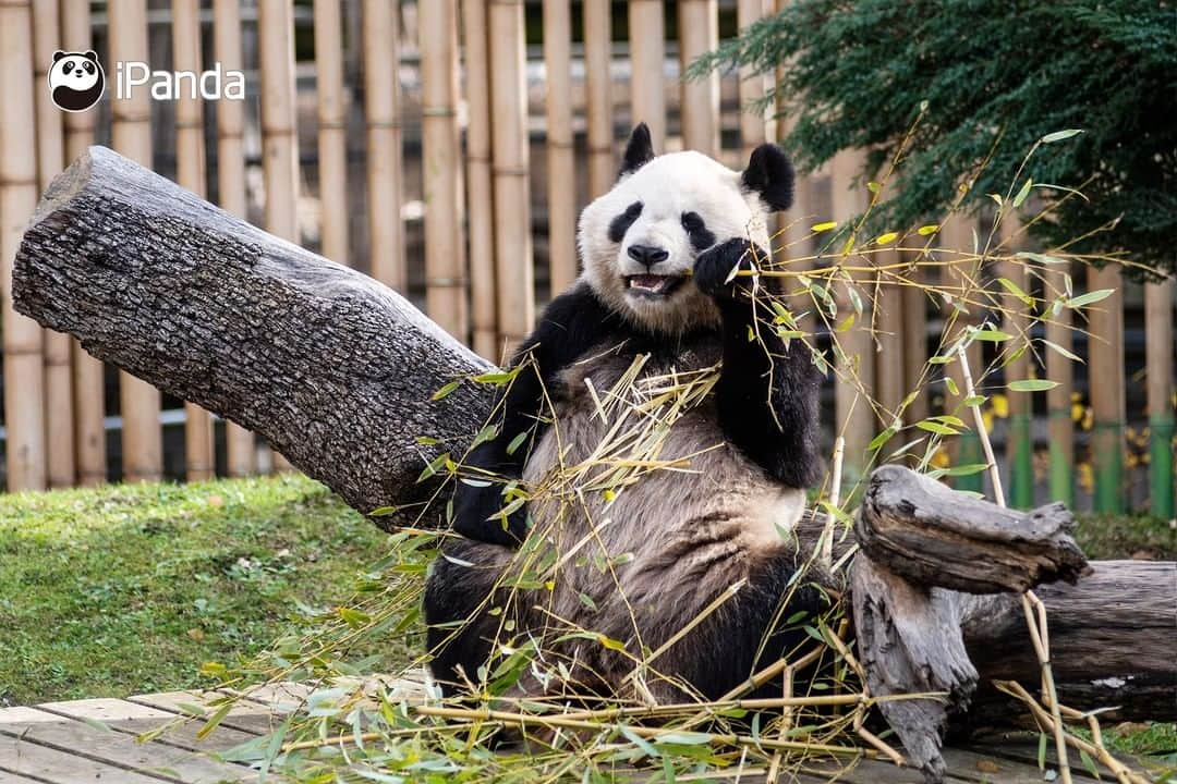 iPandaさんのインスタグラム写真 - (iPandaInstagram)「For pandas, bamboo leaves are the most delicious food in the world; for me, pandas are the most amazing animals in the world. (Photo credit: CFP.CN)  🐼 🐼 🐼 #Panda #iPanda #Cute #PandaPic #FriendshipMessenger」1月5日 17時30分 - ipandachannel