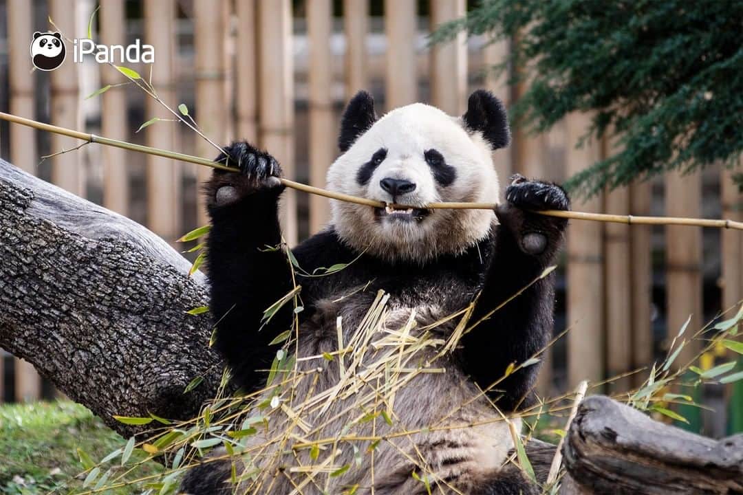 iPandaさんのインスタグラム写真 - (iPandaInstagram)「For pandas, bamboo leaves are the most delicious food in the world; for me, pandas are the most amazing animals in the world. (Photo credit: CFP.CN)  🐼 🐼 🐼 #Panda #iPanda #Cute #PandaPic #FriendshipMessenger」1月5日 17時30分 - ipandachannel