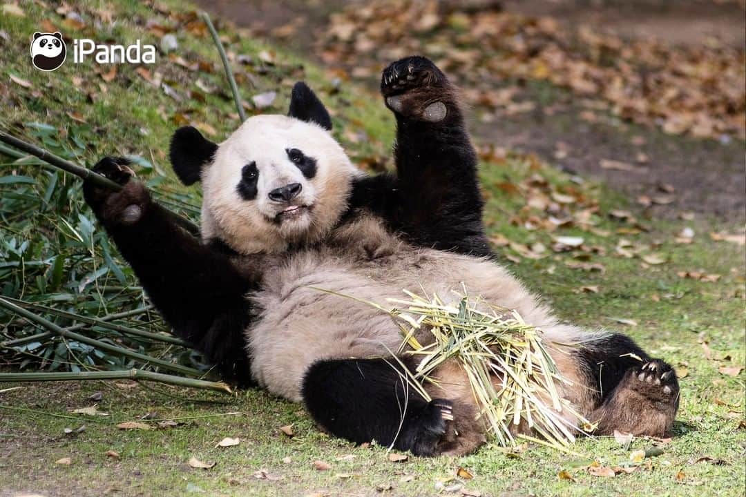 iPandaさんのインスタグラム写真 - (iPandaInstagram)「For pandas, bamboo leaves are the most delicious food in the world; for me, pandas are the most amazing animals in the world. (Photo credit: CFP.CN)  🐼 🐼 🐼 #Panda #iPanda #Cute #PandaPic #FriendshipMessenger」1月5日 17時30分 - ipandachannel