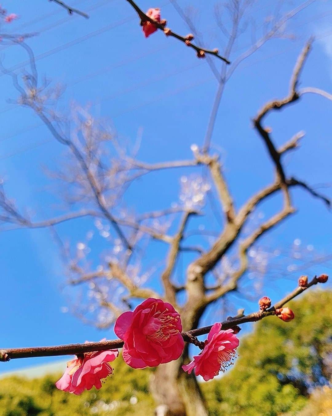 佐藤千晶のインスタグラム：「梅が咲いていました🌸  #2021年  #紅梅 #梅の花」