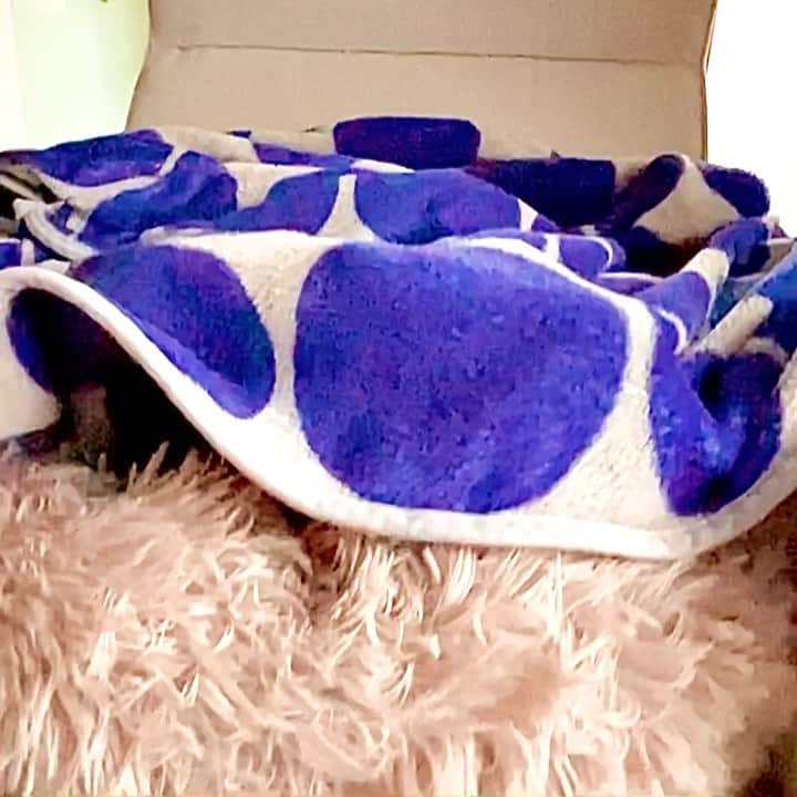 Katetsaiのインスタグラム：「我們真的只有蓋棉被純聊天而已 We just cover the blanket and chit-chat.   #一打開那羞於見人是怎樣 #喔喔你說是睡眼惺忪啊 #所以是蓋棉被純睡覺嗎 #矮額  #cat #neko #ネコ #ねこ #猫  #吉美jigme #Jigmefansclub #Michaelfansclub #麥摳Michael #catsofinstagram #katetsaivideo」