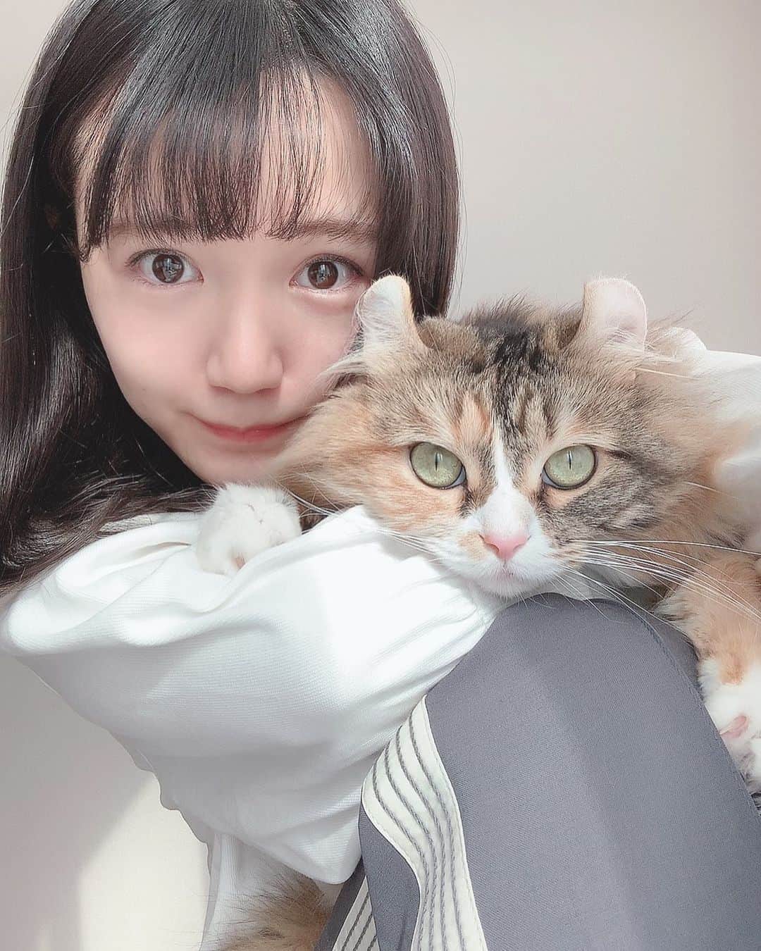尾崎由香のインスタグラム：「2021年初投稿🎍✨  今日からお仕事初めということで、 今年も宜しくお願いします🐈♪  #猫　#アメリカンカール　#cat  #냥스타그램  #냥스타그램🐱🐾」