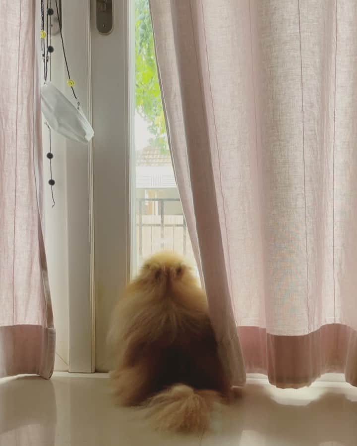 r_oseのインスタグラム：「Casey is chilling 🦁〰️」