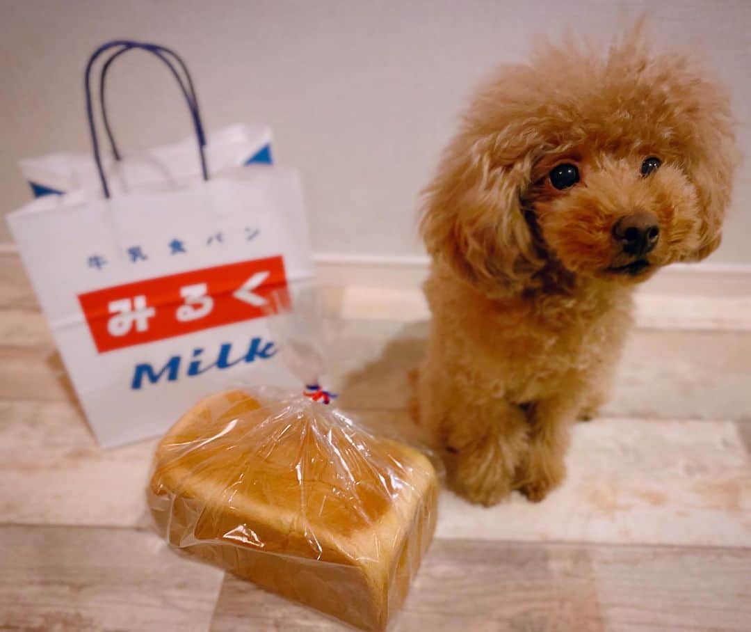 本田翼さんのインスタグラム写真 - (本田翼Instagram)「🍞 ﾁｰﾌﾏﾈｼﾞｬｰさんから食パンのお年賀が😋 @tokyomilkpan 🏡 多分すごく食べたいんだろうけど 絶対あげませんよガブ。」1月5日 17時47分 - tsubasa_0627official