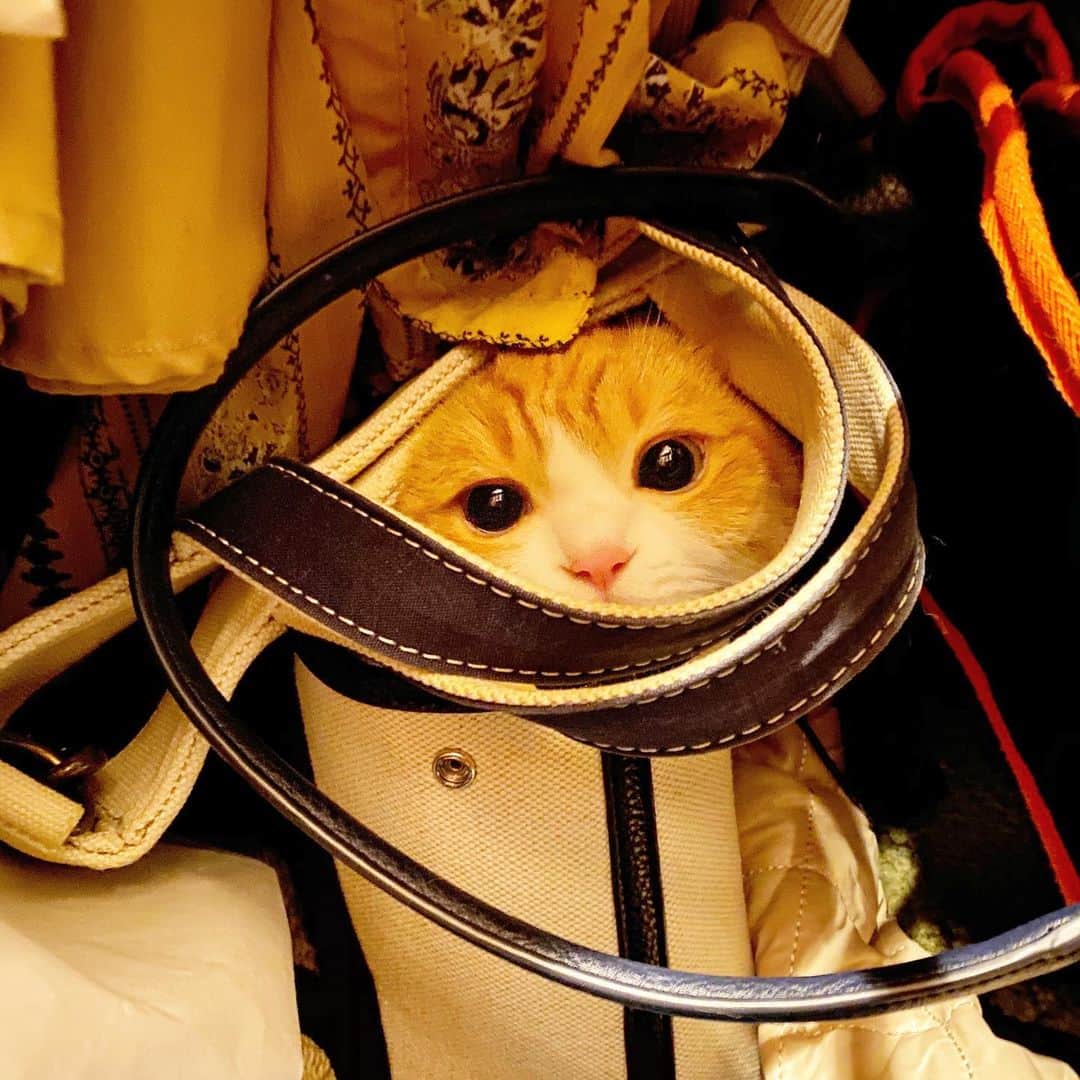 茶太郎 & きなこのインスタグラム：「きなこ💖ここにゃりよ😽👜 Hide-and-Seek😽👜💕 #クローゼットでバッグに入ってかくれんぼ中にゃ #ママはいつもコーデで悩んでるからアドバイスしたにゃ #マンチカン#猫#munchkin #cat#catstagram #amazing#ねこ#茶トラ#短足#catsofinstagram#excellent_cats#9gag#cats_of_world_#instacat_meows#bestcats_oftheworld#catsofig#instacat#cats_of_instagram」