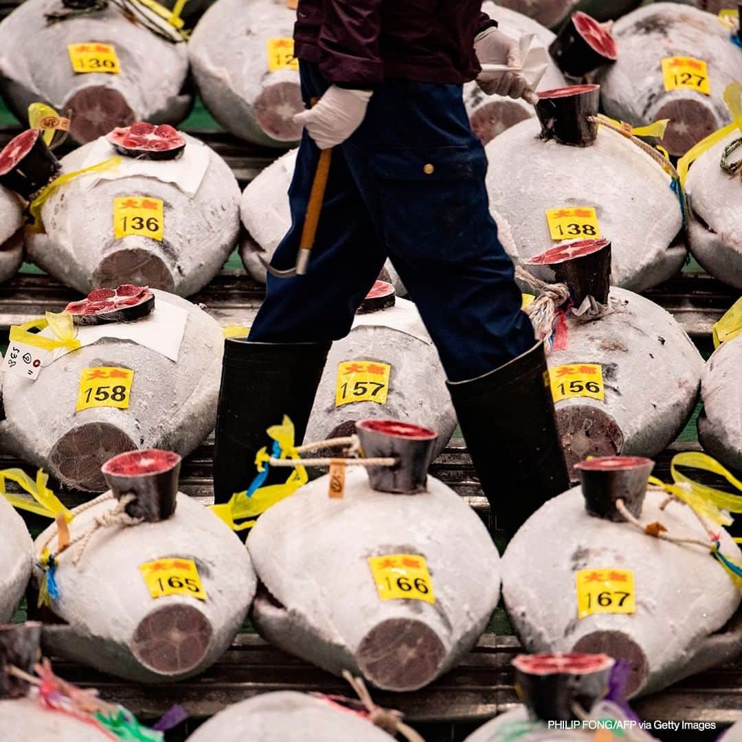 ABC Newsさんのインスタグラム写真 - (ABC NewsInstagram)「A wholesaler walks along lines of frozen tuna ahead of the New Year's auction at Toyosu fish market in Tokyo, Japan on January 5, 2021. #japan #fish #seafood #market」1月5日 18時00分 - abcnews