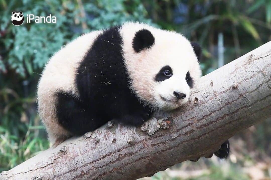 iPandaさんのインスタグラム写真 - (iPandaInstagram)「Fu Bao, the first panda born in South Korea made her public debut on January 4. Visitors witnessed how she climbed up tree trunks with the assistance of her mother, Hua Ni. Fu Bao was born in July 2020 at the Everland theme park. (Photo credit: CFP.CN)  🐼 🐼 🐼 #Panda #iPanda #Cute #PandaPic #PandaNews #FriendshipMessenger #CCRCGP」1月5日 18時17分 - ipandachannel