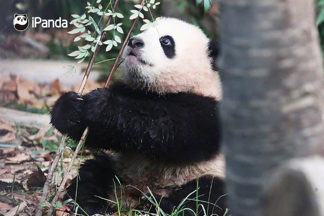 iPandaさんのインスタグラム写真 - (iPandaInstagram)「Fu Bao, the first panda born in South Korea made her public debut on January 4. Visitors witnessed how she climbed up tree trunks with the assistance of her mother, Hua Ni. Fu Bao was born in July 2020 at the Everland theme park. (Photo credit: CFP.CN)  🐼 🐼 🐼 #Panda #iPanda #Cute #PandaPic #PandaNews #FriendshipMessenger #CCRCGP」1月5日 18時17分 - ipandachannel