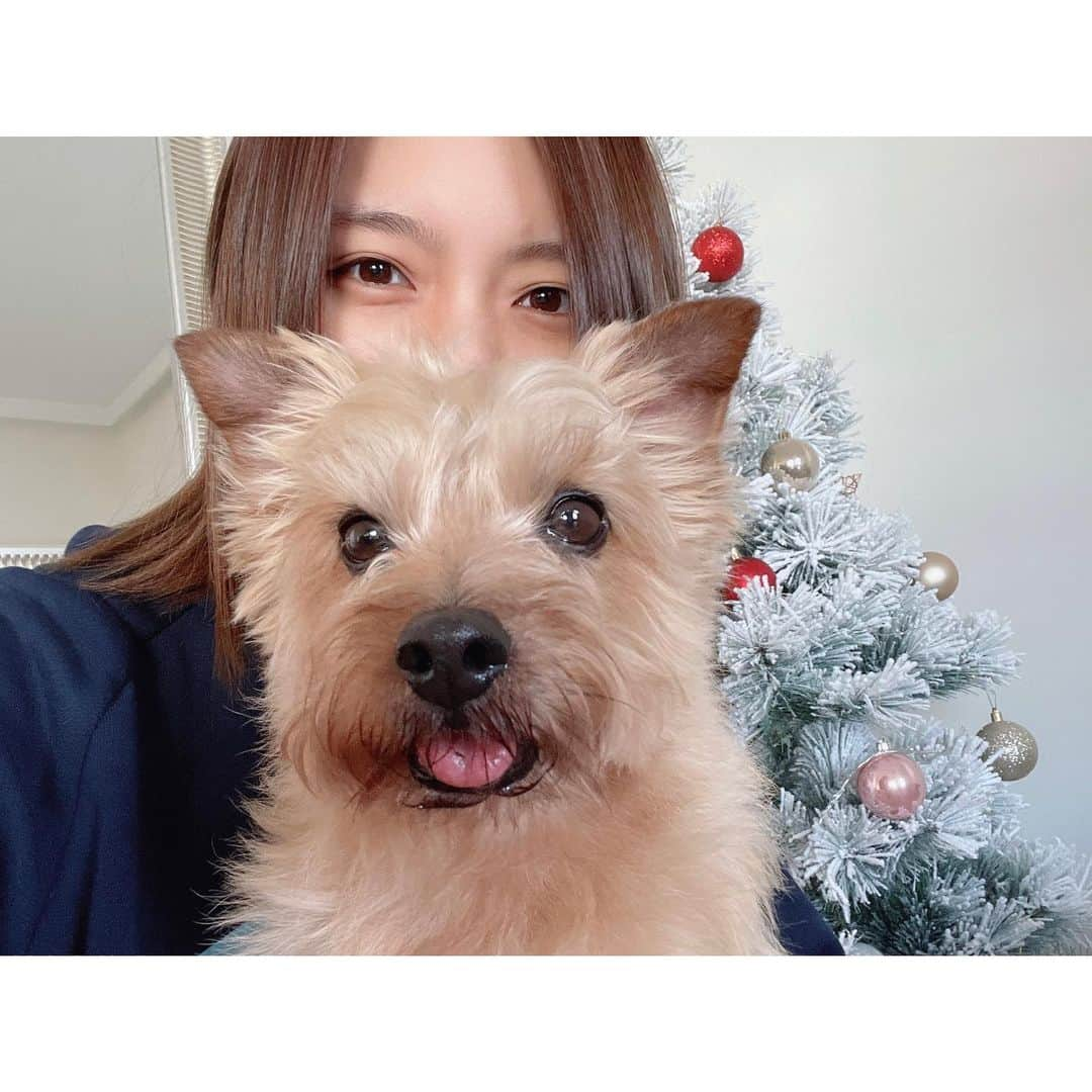 真野恵里菜さんのインスタグラム写真 - (真野恵里菜Instagram)「いつもちょっと舌出てる🐶👅 . . スペインは明日がクリスマス最後の祝日 Reyes Magosという日なので 明日が終わったらクリスマスツリーを片付けます🎄 新年を迎えてもツリーがあるのは不思議な感じ！ スーパーに行くとまだクリスマスソングが流れてるよ😳 #スペインのクリスマス」1月5日 18時09分 - erinamano_official