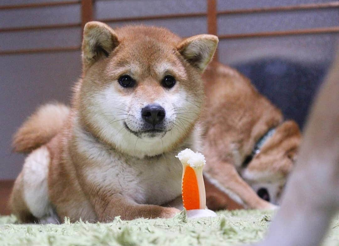 柴犬たま Shibainu Tamaのインスタグラム