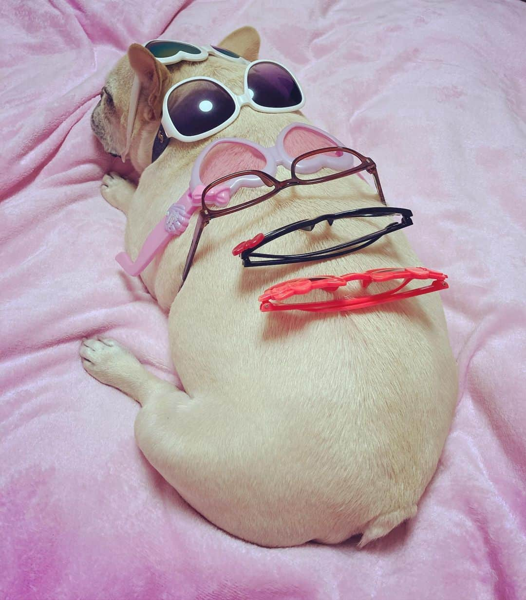 森本さやかさんのインスタグラム写真 - (森本さやかInstagram)「#frenchbulldogcream  #lovefrenchie #glassesdog  #メガネ屋さんごっこ   #娘のいたずら #娘の遊び相手 #フレブルのいる生活 #フレブルクリーム #フレンチブルドック #愛しい背中」1月5日 18時44分 - sayakamorimoto1011