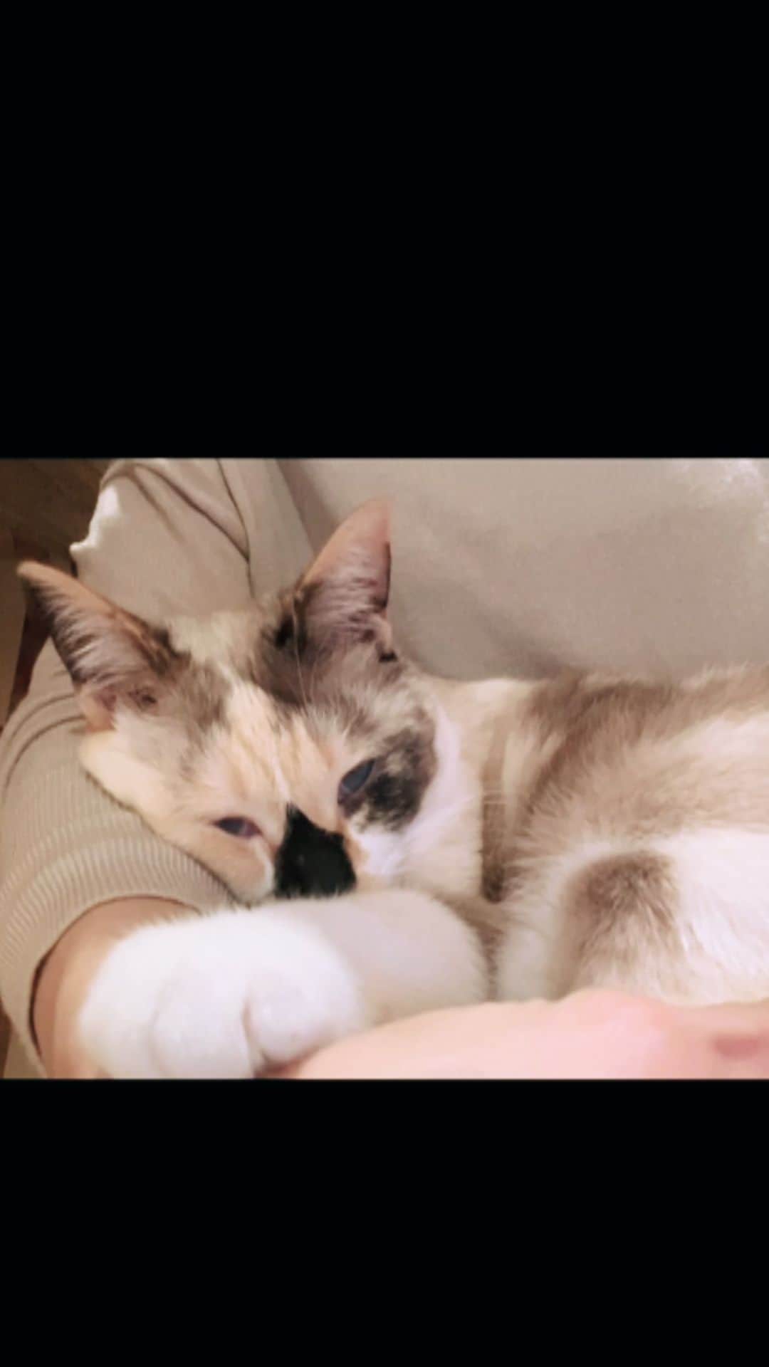 maimocotoのインスタグラム：「ちーちゃんの天使の寝顔にピッタリの曲見つけた💙」