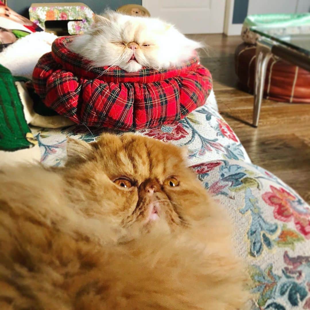 Qのインスタグラム