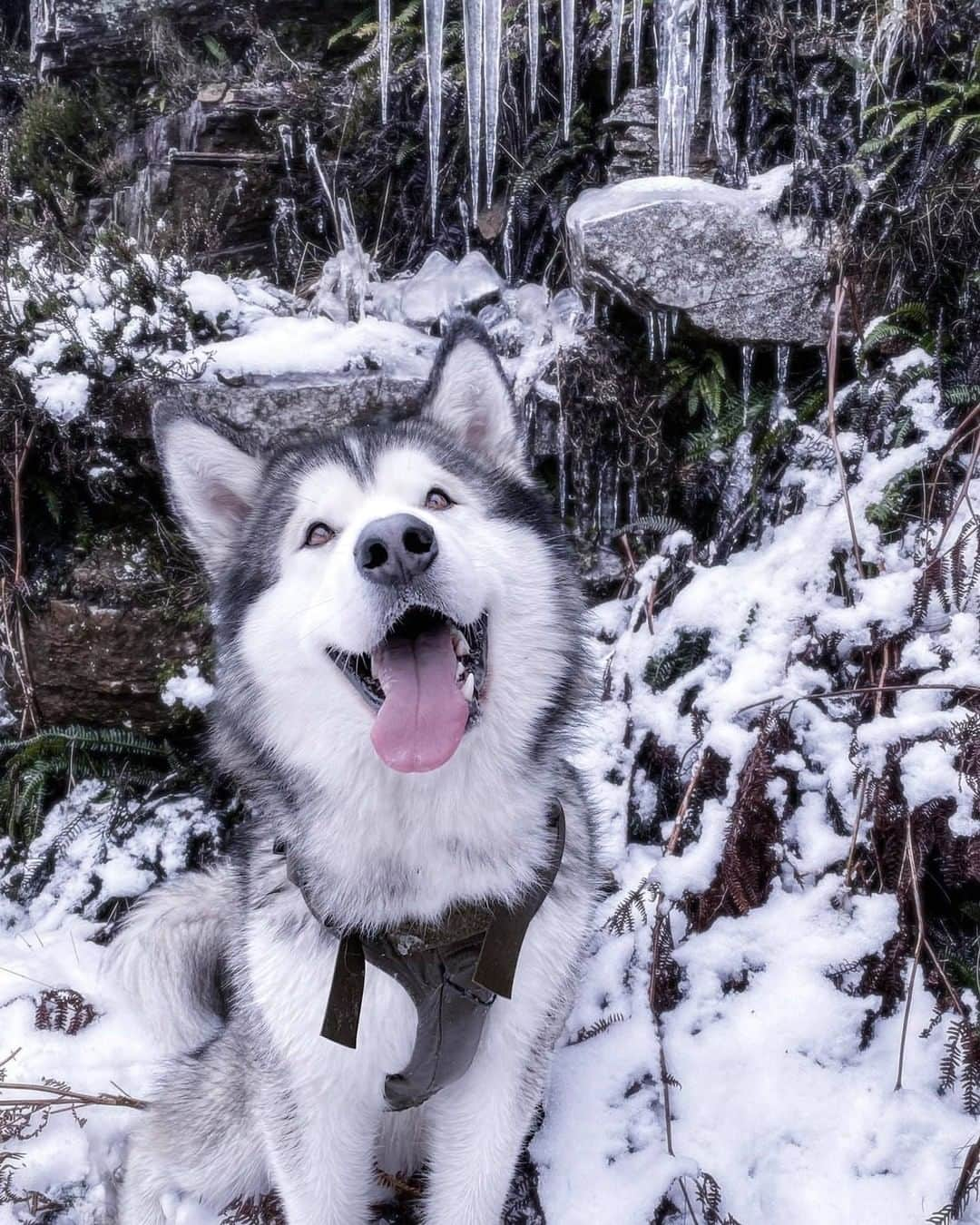 8crapさんのインスタグラム写真 - (8crapInstagram)「The cold doesn’t bother me anyways 😛 - Hashtag #barkedtongueout on your doggo’s tongue out photos/videos and get a chance to be featured! - 📷 @kathrynsalaskans - #TheBarkedClub #barked #tongueouttuesday #tot #👅 #😛 #dog #doggo #AlaskanMalamute #Malamute」1月5日 19時01分 - barked