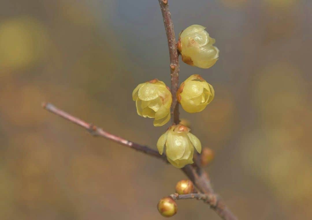 花の写真館のインスタグラム：「Photo by 成瀬 憲司.⠀ .⠀ Original Post[投稿いただいたURL]⠀ https://www.facebook.com/photo.php?fbid=2726406360783966⠀ .⠀ 本アカウントは、 #私の花の写真 をつけてInstagramに投稿された皆さまの花の写真や、「花の写真館」Facebookページで投稿された花の写真を紹介します。⠀ 「花の写真館」Facebookページは、「 @floral.photograph 」のプロフィールにあるURLからご覧ください。⠀ .⠀ ※各自、政府、自治体など公的機関の指示に従った行動をお願いします。⠀⠀ 東京カメラ部および分室では、写真を「見る楽しみ」を提供することを通して、微力ながら皆様にわずかな時間でも癒しをお届けしたいと思っております。⠀ ※本アカウントは東京カメラ部がFacebook、Instagramのサービスを利用して運営しているもので、Facebook社・Instagramとは一切関係ありません。⠀ .⠀ #花の写真館 #floralphotograph #floralphoto #flower #flowers⠀ Follow: @floral.photograph」