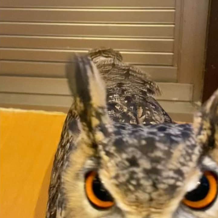 GEN3 Owlのインスタグラム：「はい、羽根あげる（適当 Present for you. #owl #owlgaru」