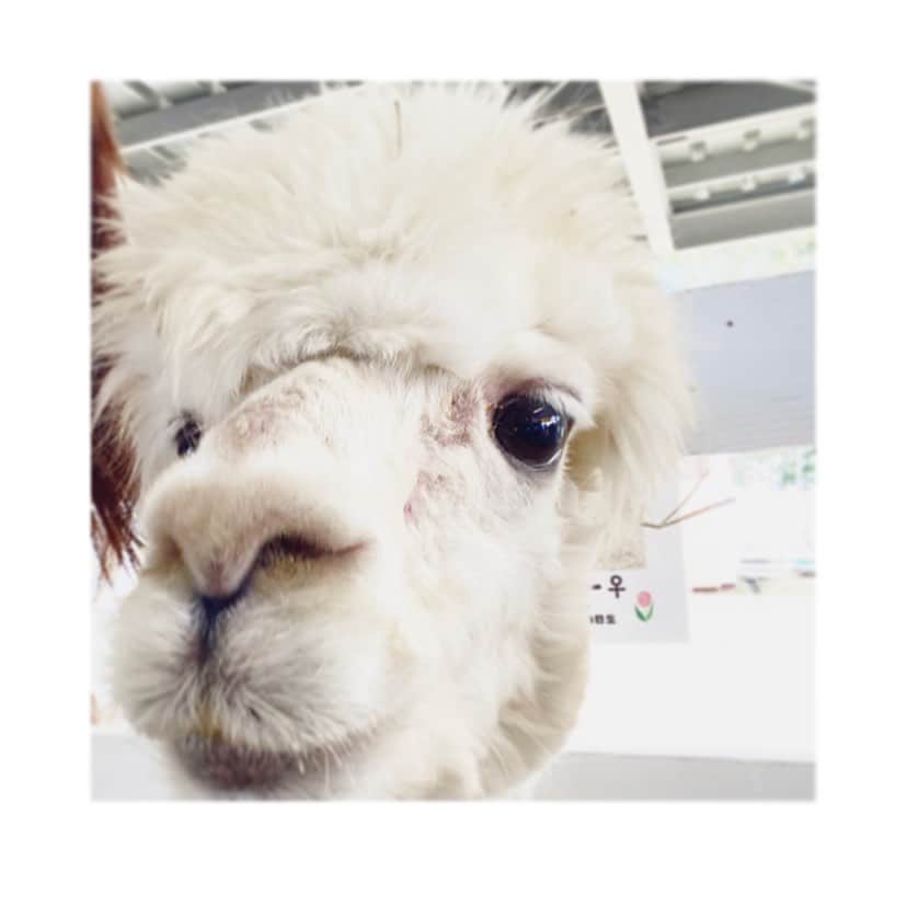 下村彩里さんのインスタグラム写真 - (下村彩里Instagram)「2021年最初の放送🌅 #衣装 x #動物　🦙シリーズ  ダウンコート:#add 上下:#rawde . いつも素敵な衣装ありがとうございます🙇‍♀️✨ . . . #アルパカ に似ていると #よく #いわれます🤭  #下村彩里 #テレビ朝日アナウンサー#テレビ朝日#アナウンサー#報道ステーション#気象情報#アナウンサー衣装#もふもふ#暖かかった#ダウンコート#anchor#costume#japanesefashion#january」1月5日 20時10分 - sairi.shimomura_ex