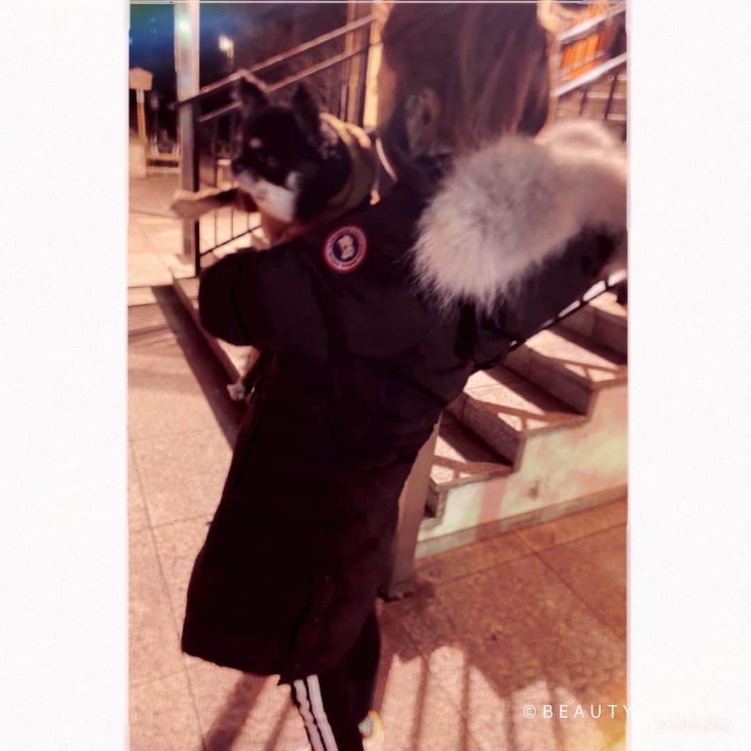 あゆかのインスタグラム：「ぽぽちゃんと🐶💓 最近洋服着たいらしくて、 新しいの買ってあげないと！！ きゃわすぎ . 昨日は今年初仕事！ いい感じです💛 この調子で頑張りましょう♪  .  .  .  .  #千葉キャバクラ#千葉富士見キャバ嬢#千葉富士見町キャバ嬢#千葉富士見キャバクラ#arドレス#ジュエルズドレス#オンラインキャバクラ#ファッション好きな人と繋がりたい#ヘアメイク#お家スタイル#息してる？#followｍe4 #follow4like#followtrain」