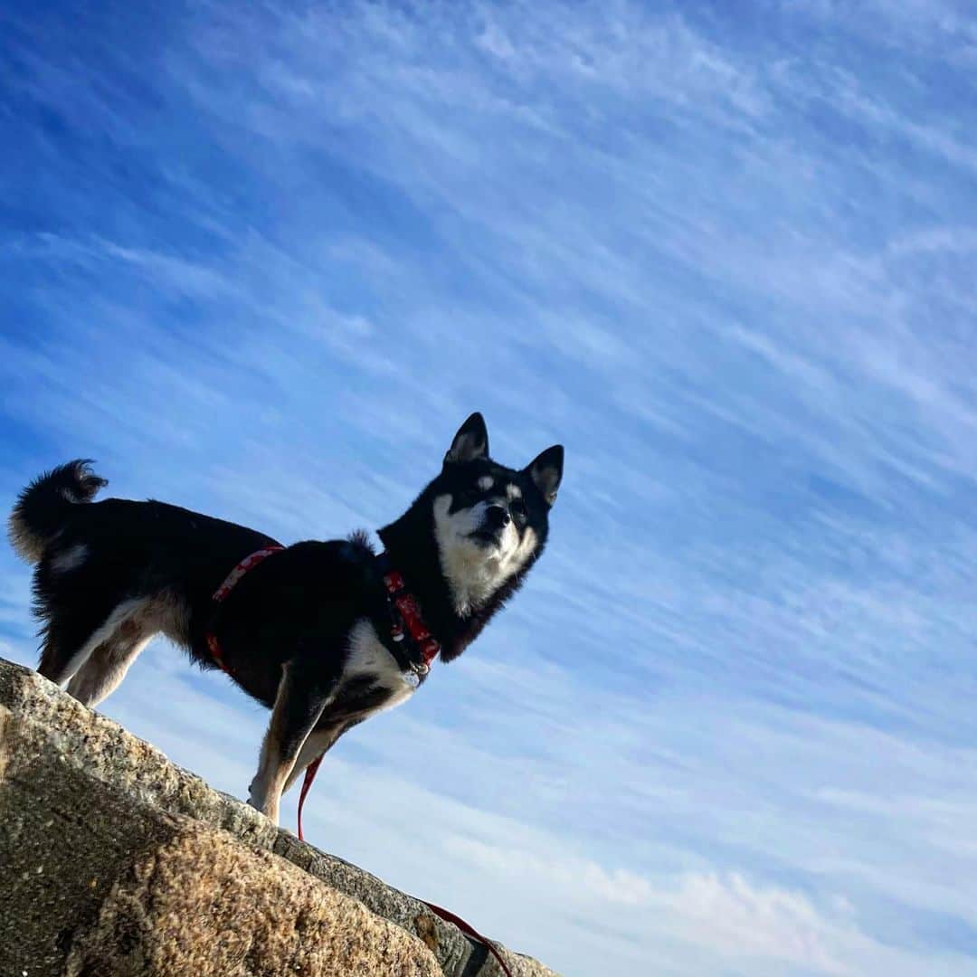 vo_coのインスタグラム：「🐾 年明け早々色々と不穏だな… 緊急事態宣言するのはいいけど あまりに政府は無為無策過ぎない？ ひとことで言うとポンコツ過ぎる やることなすことすべて後手後手な上に裏目で敢えて感染拡大狙ってるとしか思えんよ 政治家はもう一度社稷というものがどういうものなのか考え直した方がいいよ 自民党の老害さんたちは切腹推奨 ＊ #珍しくここで愚痴 #ポンコツ政府 #shibastagram #instashiba #shiba #shibainu #黒柴 #柴犬」