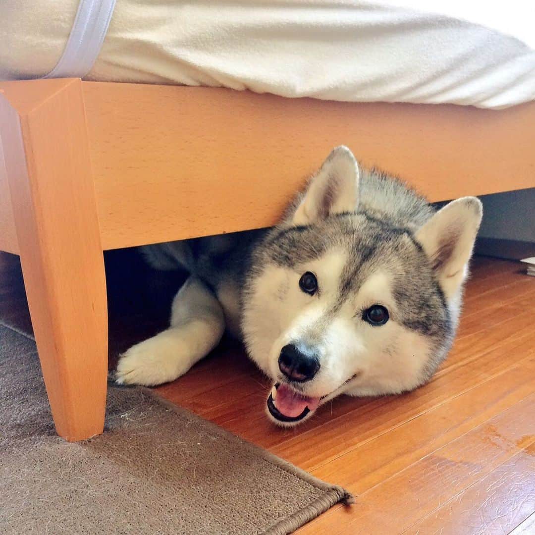 プピプピ文太のインスタグラム：「ベッドの下挟まり文ちゃんの写真見つけた‼︎ 今でもたまに入り込んでる(　ﾟдﾟ) #siberianhusky #husky #dog #シベリアンハスキー　#犬　#ベッドの下に潜る犬」