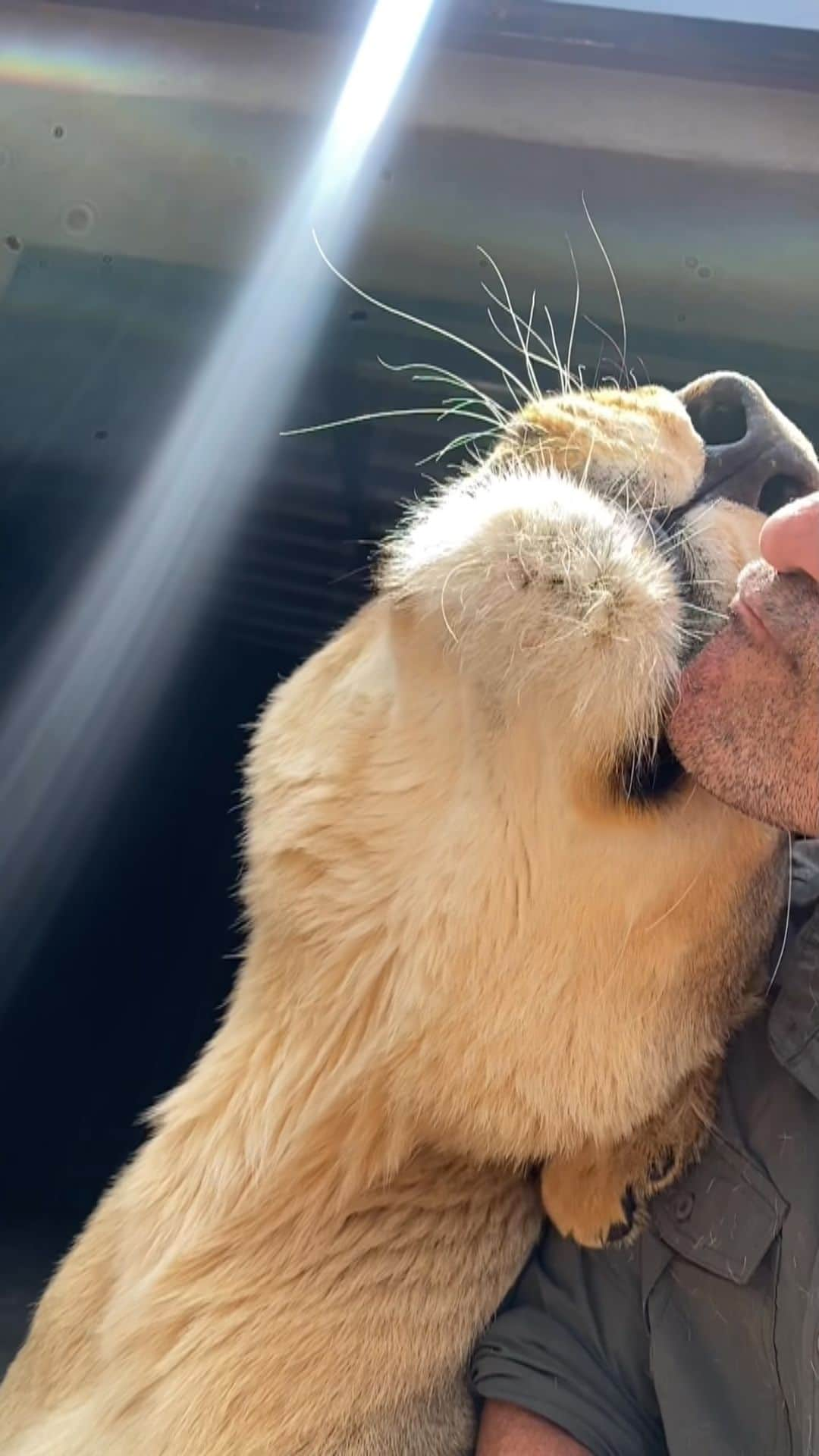 Kevin Richardson LionWhisperer のインスタグラム