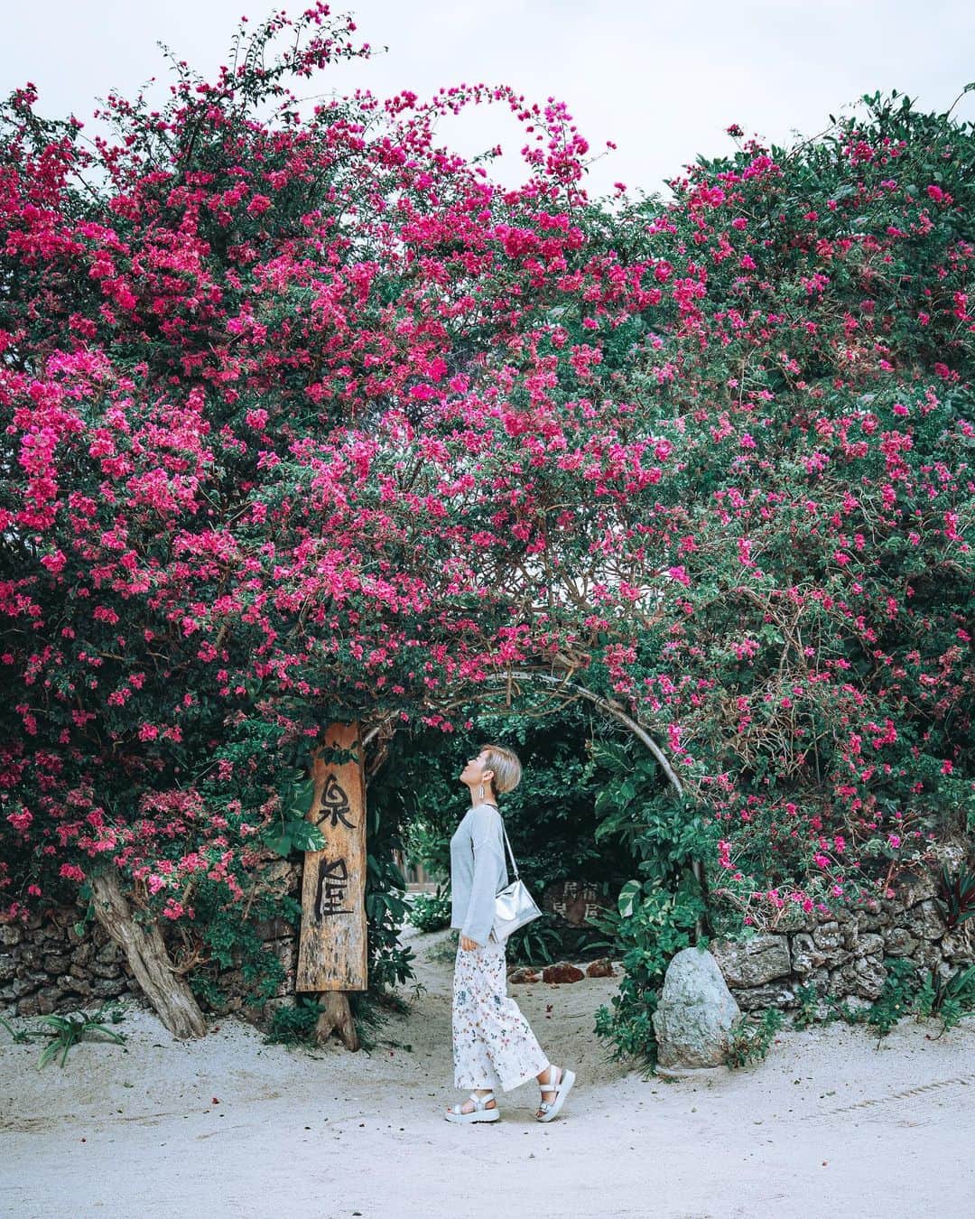 wacameraのインスタグラム：「Our family trip about Ishigaki island. Special thanks ANA Intercontinental Ishigaki resort.  初めての石垣島の旅。 沖縄県とはいえ沖縄本島からなんと400kmも離れていると知ったのは旅に出るほんの少し前でした。一年を通して暖かく過ごしやすい石垣島に、毎年行っている海外の代わりに同じく初めて行く娘を連れて行ってきました。  1枚目の写真は、石垣島からたったの10分で渡れる竹富島の美しいブーゲンビリアのアーチ。空まで届いてしまうのではないかと自由に伸びる花を眺めて私の周りにある全ての悲しいことを忘れてしまえそうなそんな気分に。  2枚目以降は今回の滞在でお世話になったANA Intercontinental Ishigaki resortでの写真たち。実は娘が6歳の時に初めて海外(バリ)に出た時もインターコンチネンタルに宿泊。その思い出が蘇る日本とは思えない広大で自然豊かな敷地にゆったりと建ち、ホテルをめぐるだけでもワクワク。私たちも実際3日間ホテルから出ずに過ごしました。 私たちが泊まったのは2020年7月に建ったクラブインターコンチネンタル棟。ここは旅の専属コンシェルジュがついてくださり、至れり尽くせりなサービス。 部屋に大きくとられた窓から見える景色はどこまでも広がる海。まさに日頃の疲れや日常から切り離された空間で特別な思い出と時間を味わえる素晴らしいひとときでした。  私たちはこの季節、少し外のプールは肌寒く感じるからと室内の温水プールに足を運び、春が来れば14歳になる娘も時間を忘れて遊んでいました。  1日目のお夕飯はホテル内にある鉄板焼き於茂登(おもと)にて、穏やかな空の下のびのびとした石垣島で育つJA石垣牛のステーキなどがいただける於茂登コースを。特殊な耐熱フィルムにくるまれた石垣島の山の食材の蒸し焼きや、食べ盛りの娘はやんばる若鳥のステーキも追加して堪能。石垣牛は子牛のときに本州へ出荷され各地の名産牛へと育つことでも有名なほど柔らかくてしっかりと旨味があって美味しかった…もう一生分の贅沢な食事を堪能して幸せいっぱいのわかめら親子でした。  (次回に続く)」