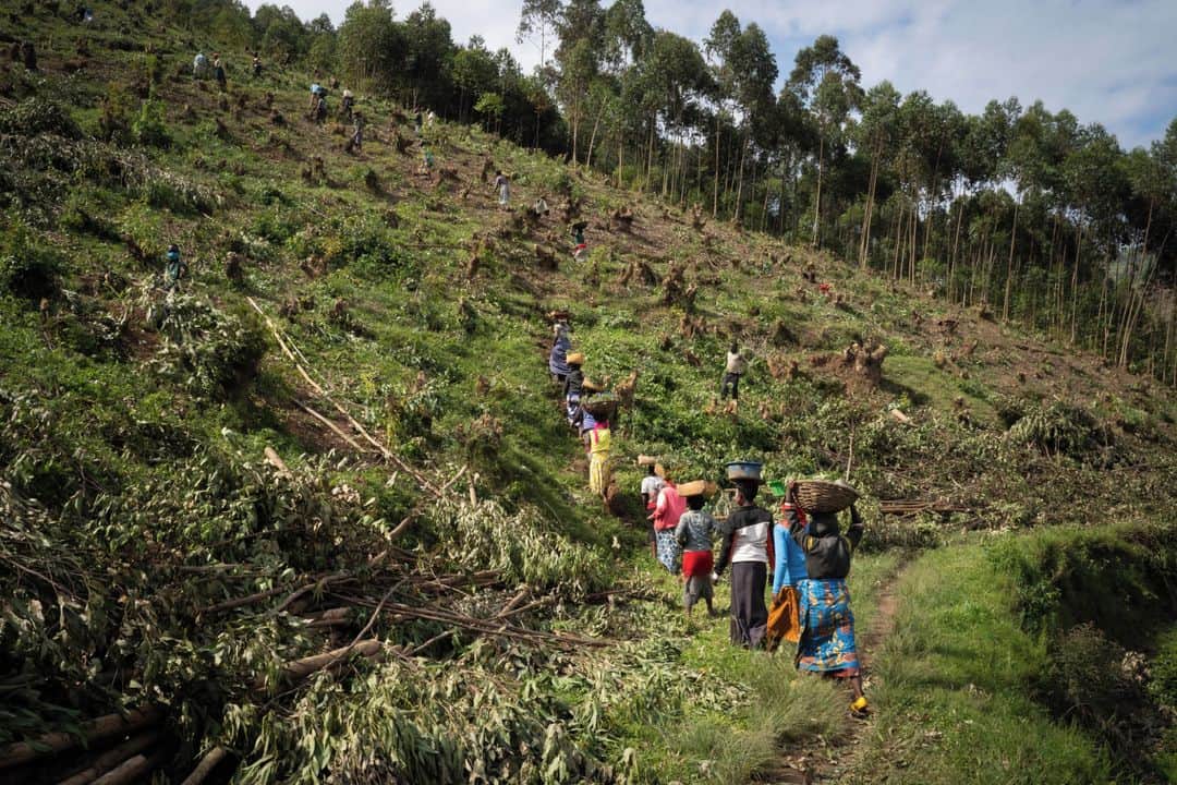 ルモンドさんのインスタグラム写真 - (ルモンドInstagram)「A Gicumbi, la dégradation de l’environnement n’est pas un concept, mais une réalité tragique. Dans cette région très montagneuse du nord du Rwanda, les vestiges boueux des glissements de terrain, causés par la déforestation et la surexploitation des terres, sont visibles partout. Le brun-rouge domine peu à peu le vert profond des champs de thé et de haricots.⁣ En 2019, vingt personnes y ont perdu la vie dans des inondations et des glissements de terrain. Ce triste bilan a fait de ce district la cible du gouvernement rwandais pour son premier projet directement financé par le Fonds vert pour le climat, un mécanisme d’aide piloté par les Nations unies : le Green Gicumbi Project. Doté d’un budget de 26,8 millions d’euros, il prévoit une transformation radicale du paysage et des modes de vie de la région. « Nous avons opté pour une approche complètement intégrée, explique Jean-Marie Kagenza, le chef de projet. Nous voulons nous attaquer au problème de dégradation du bassin hydraulique, aux enjeux d’utilisation de la terre et de régénération des sols, aux pratiques agricoles, à la déforestation, tout en augmentant la résilience, la productivité et les salaires des fermiers, qui représentent la quasi-totalité de la population. »⁣ -⁣ 1 : Solange Ahobantegeye recouvre de terre un plan d’eucalyptus avec sa houe dans le district de Gicumbi, le 26 décembre.⁣ 2 : Des femmes transportent des plans d'eucalyptus destinés à être replantés pendant que les hommes coupent les arbres.⁣ 3 : Colette Dekuzimana utilise son nouveau four de cuisson qui réduit de 60 % la consommation en bois.⁣ 4 : Le mur d’une maison du village de Rusambya détruit par un glissement de terrain.⁣ 5 : Construction d’une canalisation d’eau pour protéger les maisons contre les glissements de terrain.⁣ 6-8 : Des agriculteurs récoltent le thé.⁣ 7 : Yvette Baziki cultive sa parcelle désormais terrassée, ce qui a doublé sa production.⁣ -⁣ Photos : Simon Wohlfahrt (@wo_sim) #PourLeMonde⁣ -⁣ #ecologie #Rwanda #environnement」1月5日 21時06分 - lemondefr