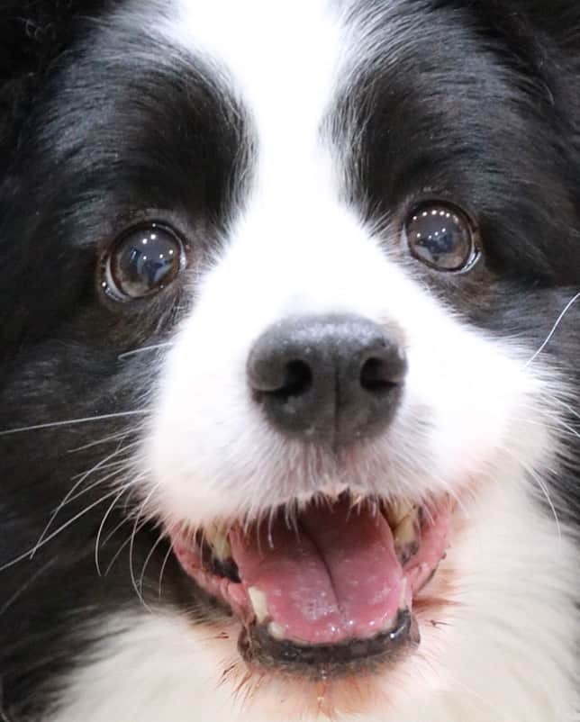 犬バカ部宣伝部長のインスタグラム