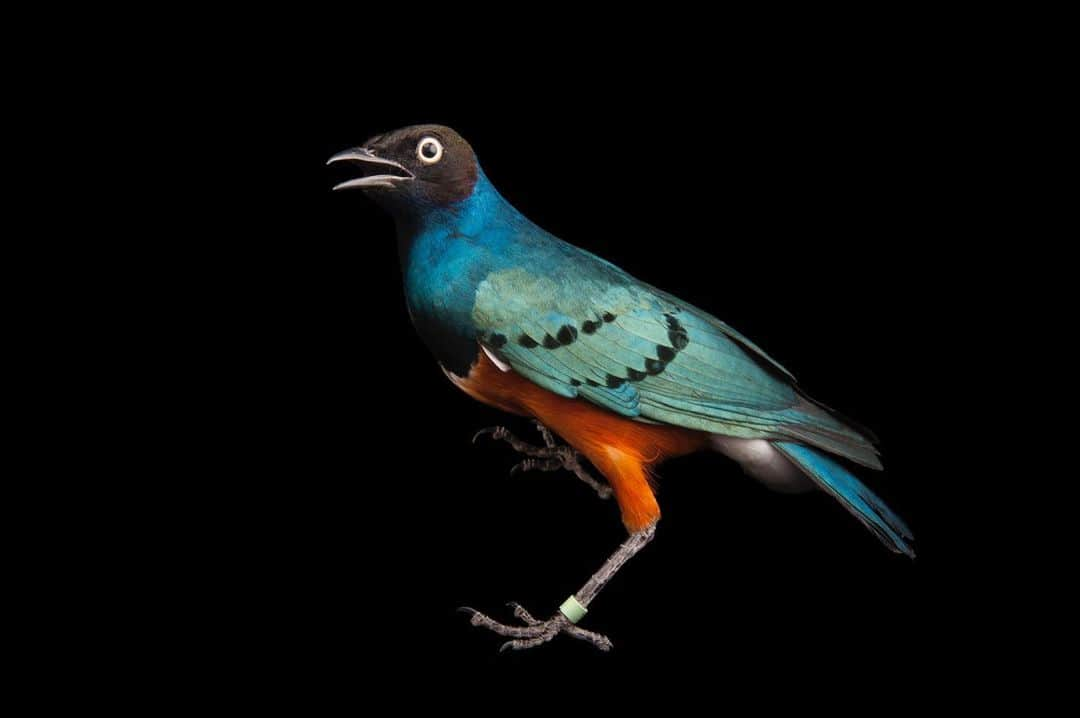 Joel Sartoreさんのインスタグラム写真 - (Joel SartoreInstagram)「Superb starlings are superb in more ways than one - not only do they sport incredibly colorful feathers, but they are also superb fliers with a gift for learning songs and calls. The shape of this birds’ wings allow it to fly swiftly and pull off quick maneuvers which is helpful when navigating through its woodland home or escaping a predator. A vocal species often found in large flocks, starlings can whistle, alarm call, and even mimic other species, with some of their songs consisting of over 80 distinct phrases. Photo taken @theomahazoo. #starling #superb #bird #bright #colorful #feathers #PhotoArk #savetogether」1月5日 21時08分 - joelsartore