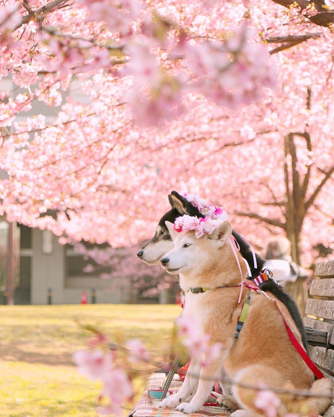 柴犬 けんしろう ゆりあのインスタグラム：「🐶🌸🐶  この穏やかなphotoと裏腹に けんゆり家はあれこれありました〜  昨日14:00頃のFurbo確認を最後にけんちゃんの姿がカメラに映らなくて心配しながら帰宅したところ.. 15cmくらいしかないソファの下に潜り込んだまま出られなくなり、そのまま爆睡してました😭更にゲーリーの跡を室内に発見😭😭昨夜のうちに職場の主任さんへ事情を話して今日はお休みをもらい朝イチで病院へ行ってきました。下痢や脱水や最近の体重減少の心配から血液検査の項目を多めにやってもらいましたが、大きな異常はみられずでほっとしました。帰宅後頂いてきた下痢止めを服用して、こまめに水分補給と栄養補給して、けんちゃん介護エリアの隙間という隙間を埋めて過ごしました。まだ様子が心配なので、明日が元々の公休で助かりました。  そんなこんなで新年早々本格的な介護生活がスタートとなりそうですが、昨夜から今朝まで自力で立てなかったけんちゃんを、病院へ行くためにカートに乗せたら、「わしゃこんなもんに乗らんぞ！自分の足しか信じんわい！」と、スクッと立ち上がって、なんと病院まで歩いて行ったり(笑)けんちゃんの身体を支えながらお口にお肉を運んでいたら、そのお肉をゆりあが横から鳥みたいにつっついてきたり(笑)けんちゃんの体位交換しようとベッドから抱き上げた一瞬の隙に、ゆりあが入り込んで「ここぬくぬくでいいわ〜」と丸まって寝ちゃったり(笑)にぴきに驚かされたり笑わされたり楽しくやっておりますのでご安心くださいね☺️ . . 【チャリカレと一緒】 本日はけんゆりのお友だち 富山のマメちゃん @keko_higa を ストーリーズでご紹介させて頂きました❤️ . . Location:Chiba(2020年2月撮影)」