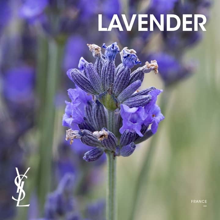 Yves Saint Laurent Beautyさんのインスタグラム写真 - (Yves Saint Laurent BeautyInstagram)「LIBRE’s Diva Lavender Heart is grown in low mountain areas of Provence. Sustainably sourced, the Diva Lavender Heart in LIBRE is hand harvested as part of a program which aims to promote the return of lavender crops in France. #yslbeauty #Iamlibre #libre #yslbeautyfragrance」1月5日 22時00分 - yslbeauty