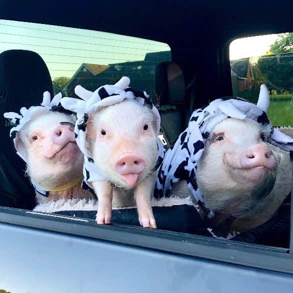 Priscilla and Poppletonさんのインスタグラム写真 - (Priscilla and PoppletonInstagram)「Happy #TongueOutTuesday from The Three Little Cows!🐷💞🐮#Pinkthepig #PiggyPenn #SillyPop #threelittlecows #PrissyandPop」1月5日 22時06分 - prissy_pig