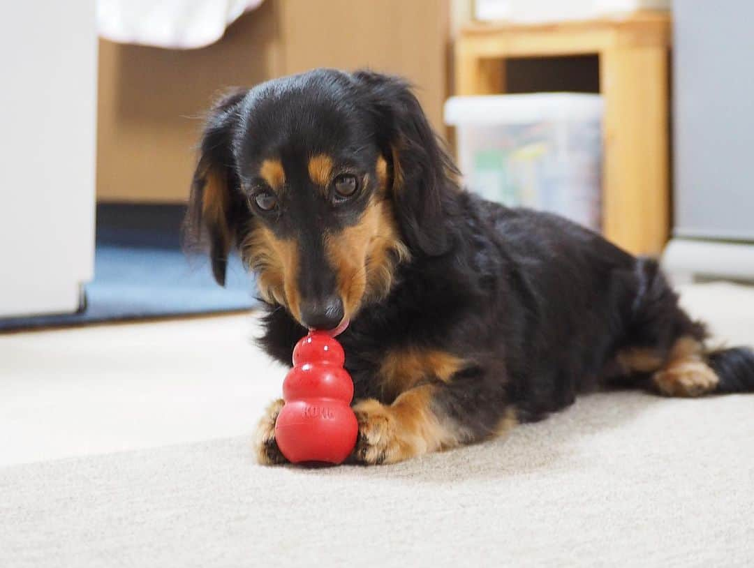 Sora Momoさんのインスタグラム写真 - (Sora MomoInstagram)「コングカミカミもも🐶🐾 ☺︎ ただカミカミしてるだけ だけど可愛い💕 ☺︎ #はいはい#可愛い可愛い#コングカミカミ#カミカミしてるだけ#後ろ足開脚 #たまにカメラ目線#2人揃ってカミカミ#コング兄妹#ももがカミカミするのはコングだけ #ダックス#ミニチュアダックス #dachshund #miniaturedachshund」1月5日 22時13分 - teratera_sorapu_