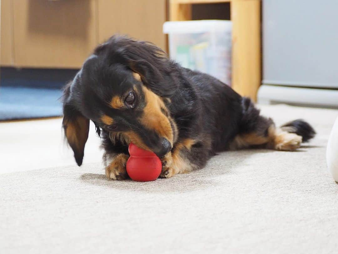 Sora Momoさんのインスタグラム写真 - (Sora MomoInstagram)「コングカミカミもも🐶🐾 ☺︎ ただカミカミしてるだけ だけど可愛い💕 ☺︎ #はいはい#可愛い可愛い#コングカミカミ#カミカミしてるだけ#後ろ足開脚 #たまにカメラ目線#2人揃ってカミカミ#コング兄妹#ももがカミカミするのはコングだけ #ダックス#ミニチュアダックス #dachshund #miniaturedachshund」1月5日 22時13分 - teratera_sorapu_