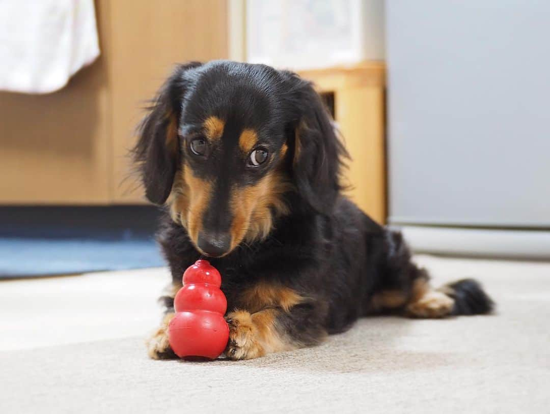 Sora Momoさんのインスタグラム写真 - (Sora MomoInstagram)「コングカミカミもも🐶🐾 ☺︎ ただカミカミしてるだけ だけど可愛い💕 ☺︎ #はいはい#可愛い可愛い#コングカミカミ#カミカミしてるだけ#後ろ足開脚 #たまにカメラ目線#2人揃ってカミカミ#コング兄妹#ももがカミカミするのはコングだけ #ダックス#ミニチュアダックス #dachshund #miniaturedachshund」1月5日 22時13分 - teratera_sorapu_