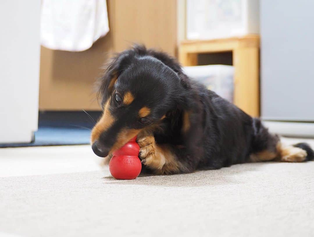 Sora Momoさんのインスタグラム写真 - (Sora MomoInstagram)「コングカミカミもも🐶🐾 ☺︎ ただカミカミしてるだけ だけど可愛い💕 ☺︎ #はいはい#可愛い可愛い#コングカミカミ#カミカミしてるだけ#後ろ足開脚 #たまにカメラ目線#2人揃ってカミカミ#コング兄妹#ももがカミカミするのはコングだけ #ダックス#ミニチュアダックス #dachshund #miniaturedachshund」1月5日 22時13分 - teratera_sorapu_