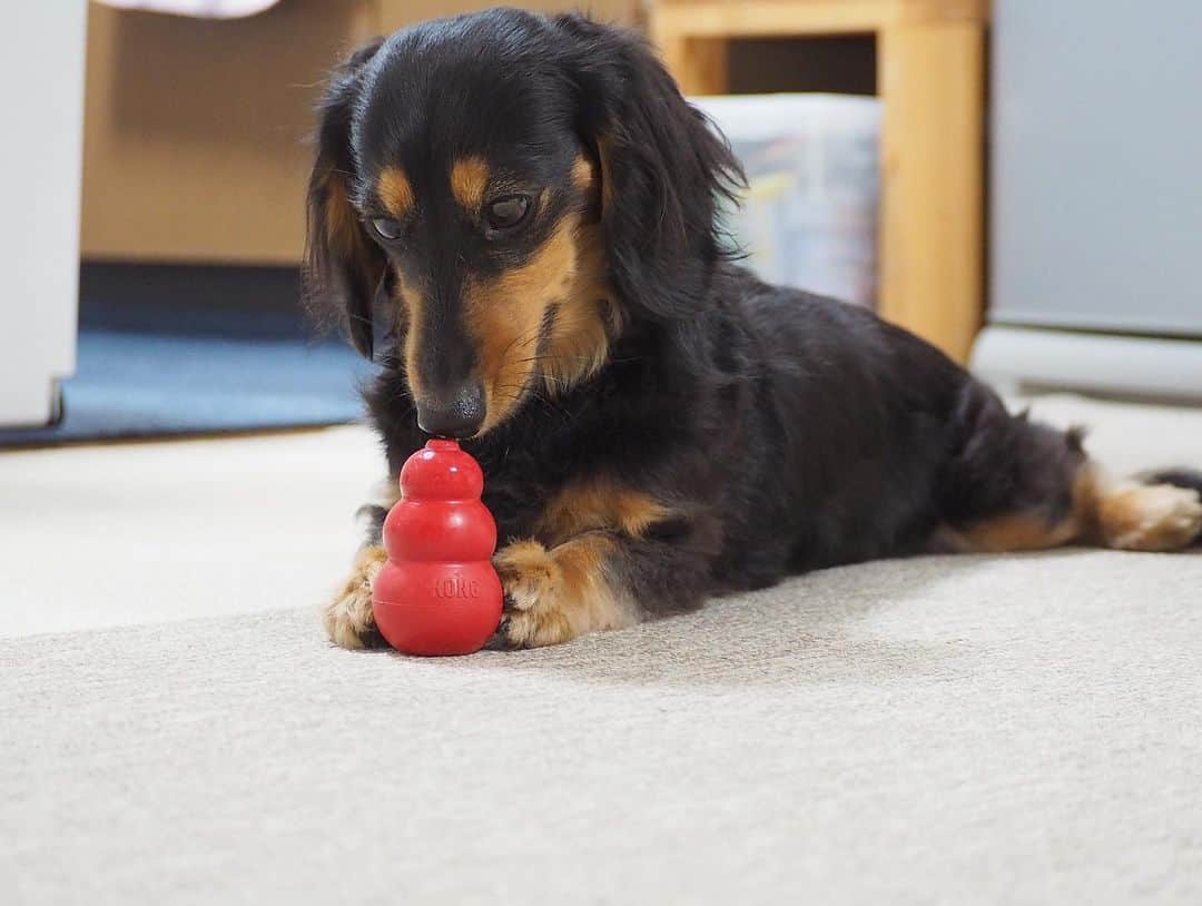 Sora Momoさんのインスタグラム写真 - (Sora MomoInstagram)「コングカミカミもも🐶🐾 ☺︎ ただカミカミしてるだけ だけど可愛い💕 ☺︎ #はいはい#可愛い可愛い#コングカミカミ#カミカミしてるだけ#後ろ足開脚 #たまにカメラ目線#2人揃ってカミカミ#コング兄妹#ももがカミカミするのはコングだけ #ダックス#ミニチュアダックス #dachshund #miniaturedachshund」1月5日 22時13分 - teratera_sorapu_