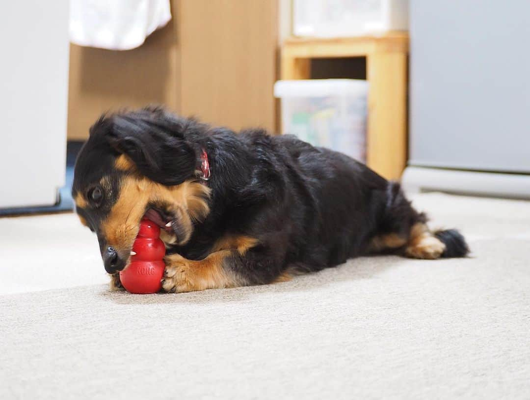 Sora Momoさんのインスタグラム写真 - (Sora MomoInstagram)「コングカミカミもも🐶🐾 ☺︎ ただカミカミしてるだけ だけど可愛い💕 ☺︎ #はいはい#可愛い可愛い#コングカミカミ#カミカミしてるだけ#後ろ足開脚 #たまにカメラ目線#2人揃ってカミカミ#コング兄妹#ももがカミカミするのはコングだけ #ダックス#ミニチュアダックス #dachshund #miniaturedachshund」1月5日 22時13分 - teratera_sorapu_