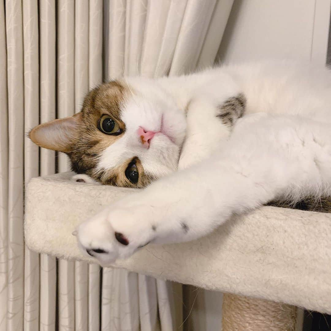 miuさんのインスタグラム写真 - (miuInstagram)「あざとさ💯 文句無しに可愛い〜🥰❤️  #cat #ミックス猫 #スコッティッシュフォールド #チンチラ #にゃ #猫 #かわいい #ペコねこ部 #みう  #甘えん坊 #ねこ #猫好きさんと繋がりたい #にゃんすたぐらむ #にゃんだふるらいふ #ねこすたぐらむ #picneko #ピクネコ #猫のいる生活」1月5日 22時56分 - miugram0126